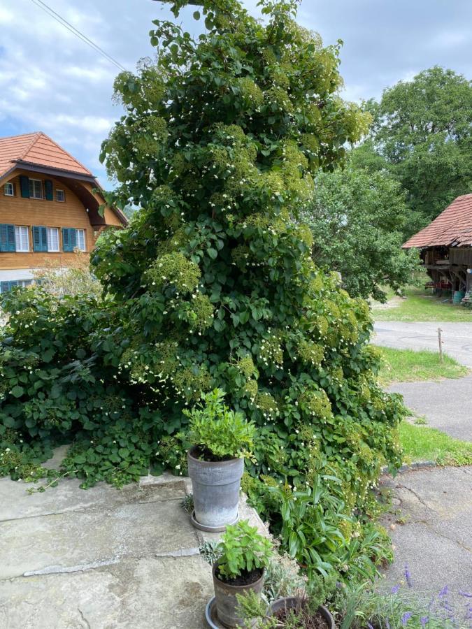 B&B tannen124 Oberburg Buitenkant foto